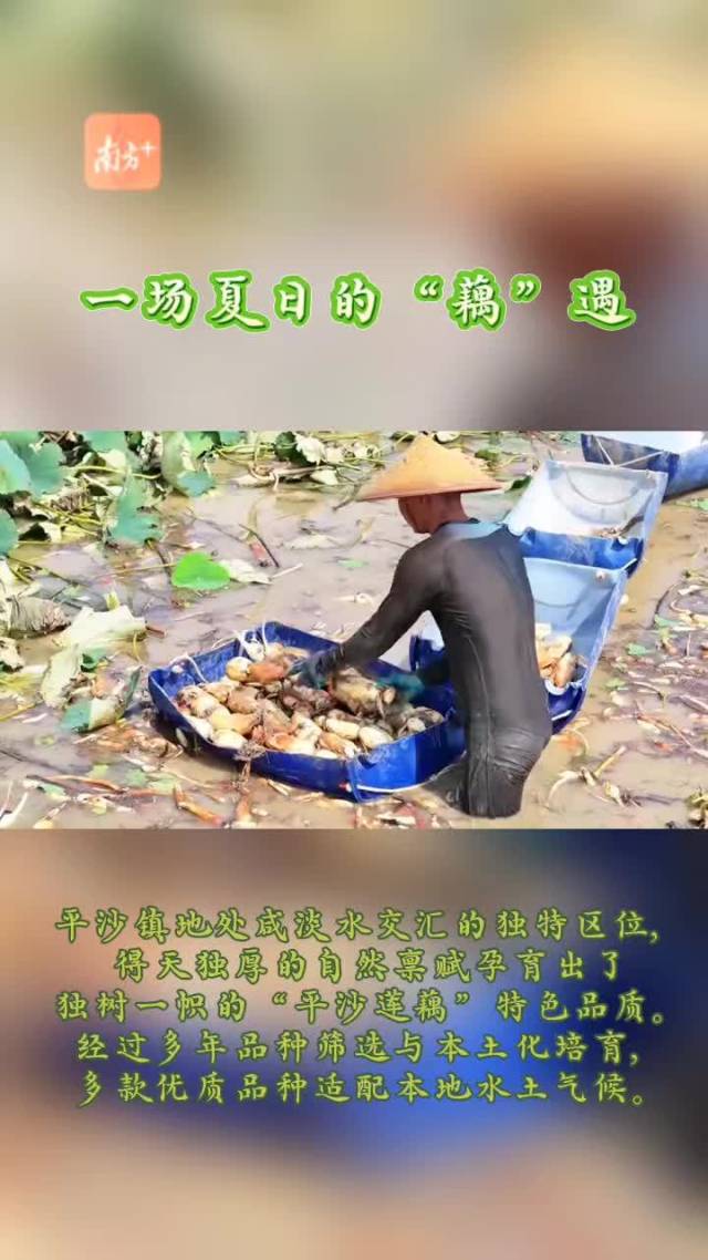一场夏日的“藕”遇，来尝尝珠海的藕吧