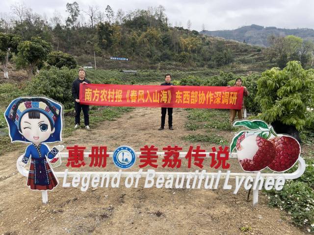 2025年,南方农村报《春风入山海》东西部协作深调研曾走进册亨县荔枝种植基地。 2025年,南方农村报《春风入山海》东西部协作深调研曾走进册亨县荔枝种植基地。