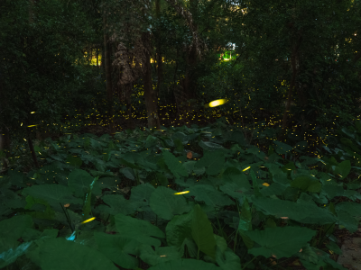 夏夜追光，探访萤火虫秘境