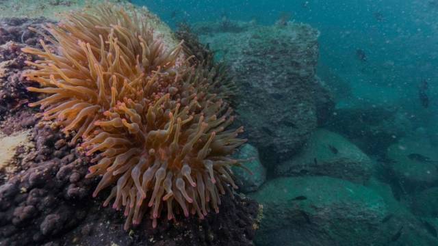 南海调查中心牵头申报联合国“海洋十年”项目获批