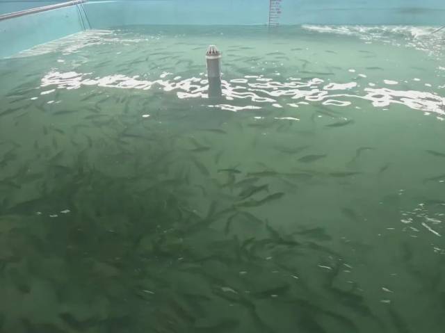 孵化培育中的三文鱼苗