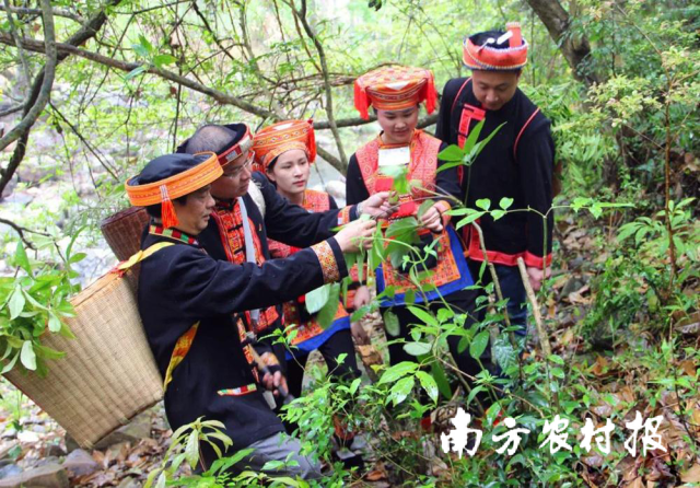 从江瑶族先民孕育出“百草皆药、浴水祛疾”的原生态养生智慧。 从江瑶族先民孕育出“百草皆药、浴水祛疾”的原生态养生智慧。