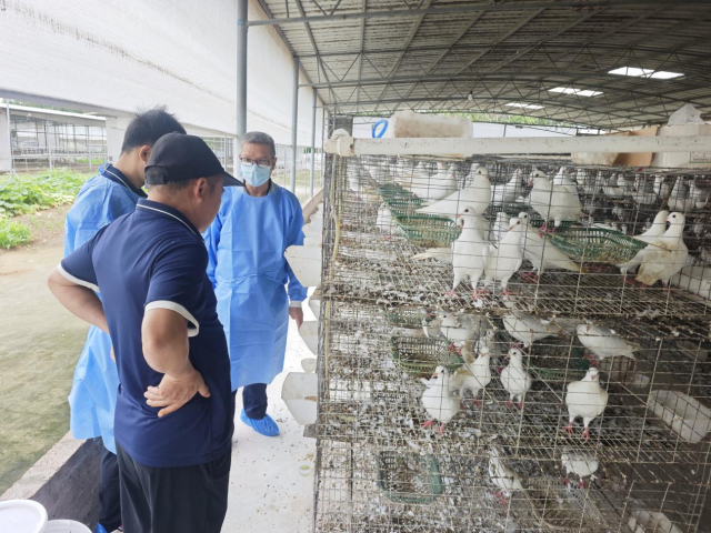 聚焦防疫与管理，“鸽业轻骑兵”深入粤西为肉鸽产业“把脉开方”