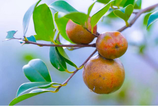 三江油茶果。 三江油茶果。
