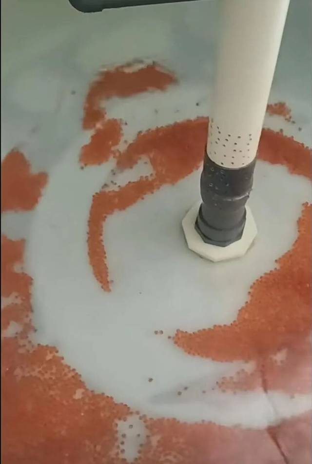 鱼卵孵化 鱼卵孵化