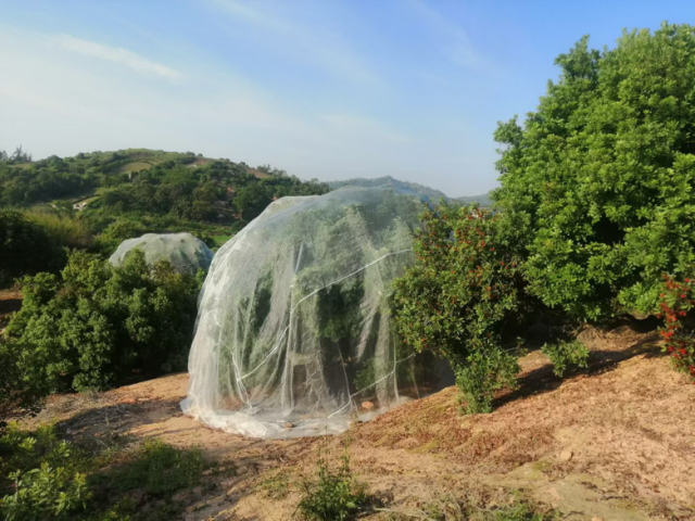 西胪内八种植地利用防虫网防虫害。 受访者供图 西胪内八种植地利用防虫网防虫害。 受访者供图