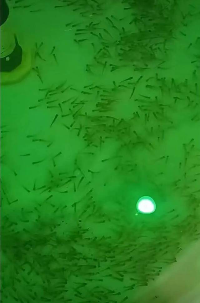 鱼苗培育 鱼苗培育