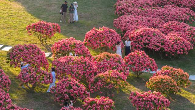 深圳湾粉色花海盛放,是夏天写的情书