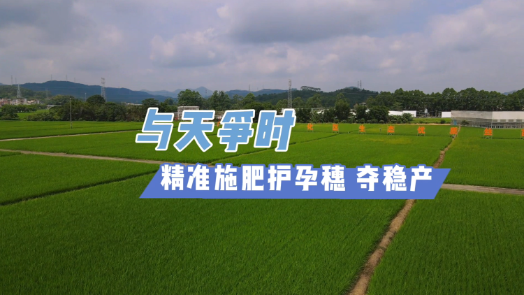 视频 | 与天争时，精准施肥护孕穗、夺稳产