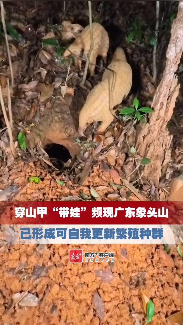 穿山甲“带娃”频现广东象头山,已形成可自我更新繁殖种群
