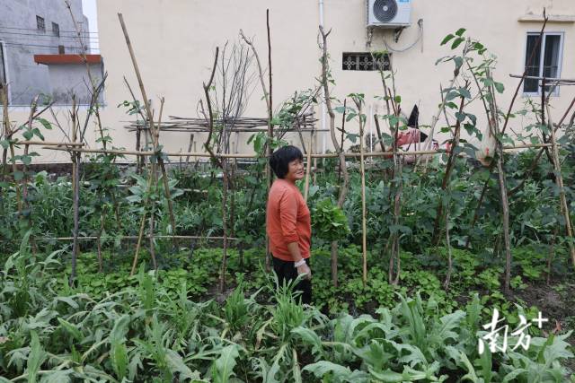 刘阿姨在自家菜院子里。 刘阿姨在自家菜院子里。