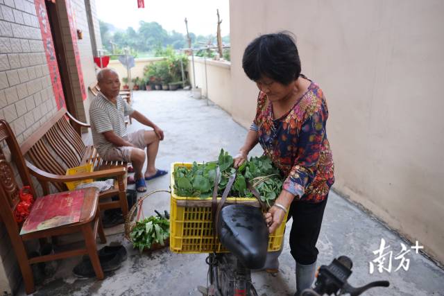 刘阿姨装了一筐蔬菜,准备骑车去下白村。 刘阿姨装了一筐蔬菜,准备骑车去下白村。