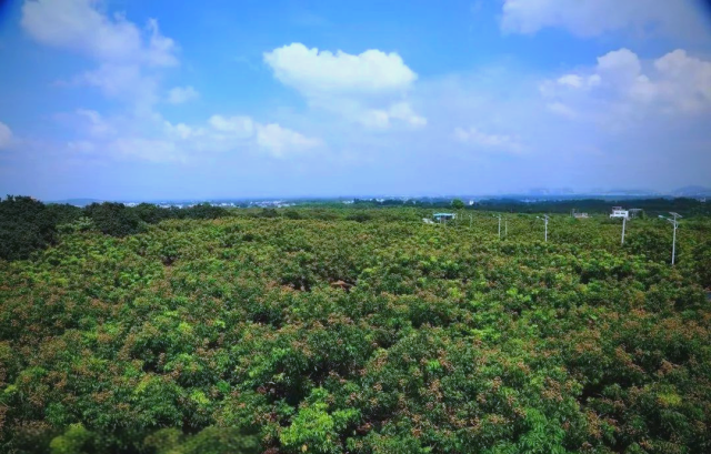 广西平南石硖龙眼种植基地。（资料图）