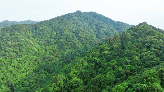 陈禾洞省级自然保护区属于森林生态系统类型自然保护区
