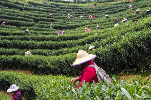 茶产业是韶关新丰县特色农业产业的一张名片，新丰炒青绿茶、新丰红茶已入选“新丰味”农产品区域公用品牌。 