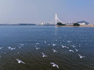 国家主场活动首次落地大湾区，美丽中国先行区建设提速