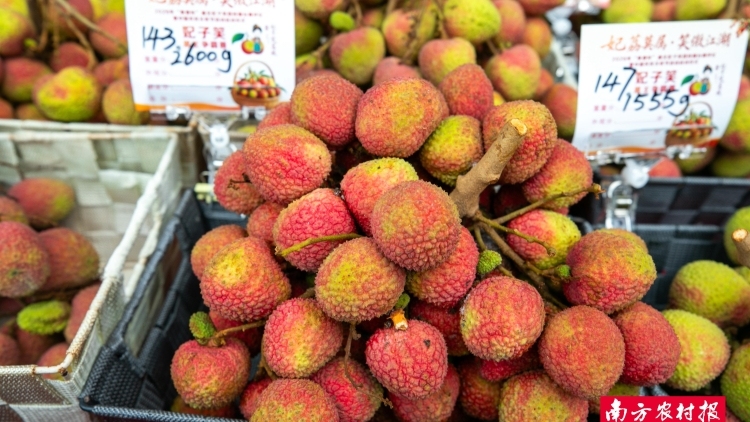 金奖妃子笑荔枝到底有多甜？浦北这场擂台赛给出答案