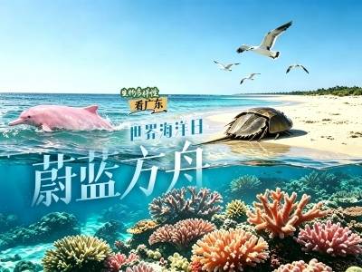 奔赴美丽广东，见证人与自然温暖相依｜世界海洋日