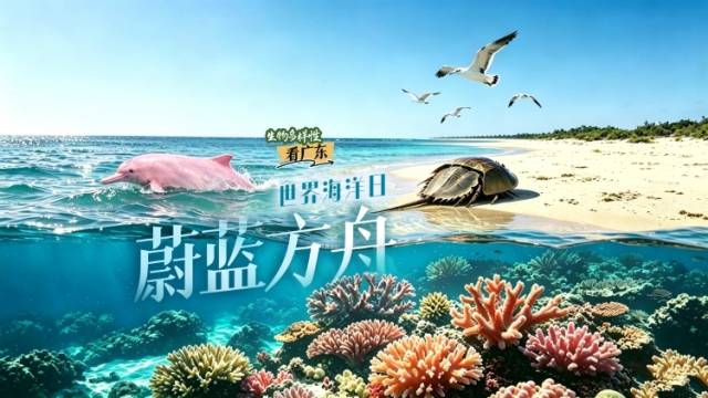 奔赴美丽广东，见证人与自然温暖相依｜世界海洋日