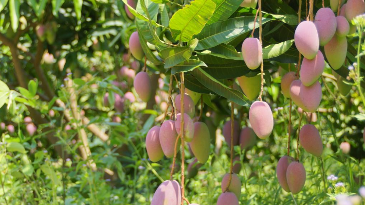 6月13日深圳见！田阳芒果邀您来品最甜壮乡味