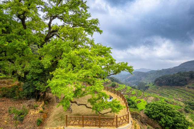 古树公园（图为潮州市饶平县樟溪镇柘林村古树公园）
