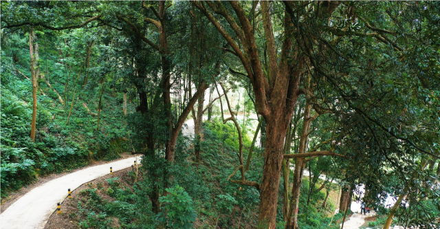 绿美古树乡村（图为韶关市仁化县上峰山村） 