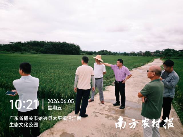 水稻田间技术指导 水稻田间技术指导