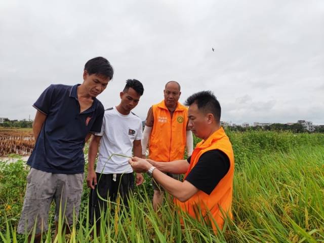2025年9月25-26日,茂名高州市组织科技特派员,在台风“桦加沙”后,深入全市田间地头,指导农户及时做好台风后水稻、香蕉、沙姜等农作物防病虫,减损失。 2025年9月25-26日,茂名高州市组织科技特派员,在台风“桦加沙”后,深入全市田间地头,指导农户及时做好台风后水稻、香蕉、沙姜等农作物防病虫,减损失。