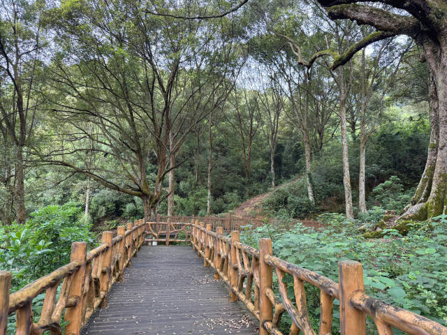 绿美古树乡村（图为肇庆市怀集县古城村） 