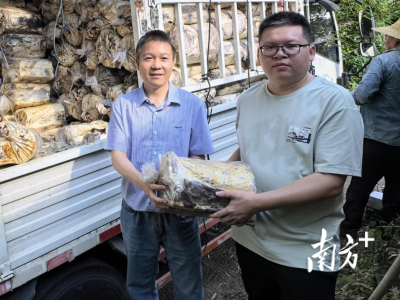 科技赋能“芝”富路！农村科技特派员团队助力梅州丰顺八乡山镇林下灵芝产业发展