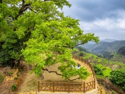 广东三年建成392处绿美新空间，打破城乡绿化“二元壁垒”