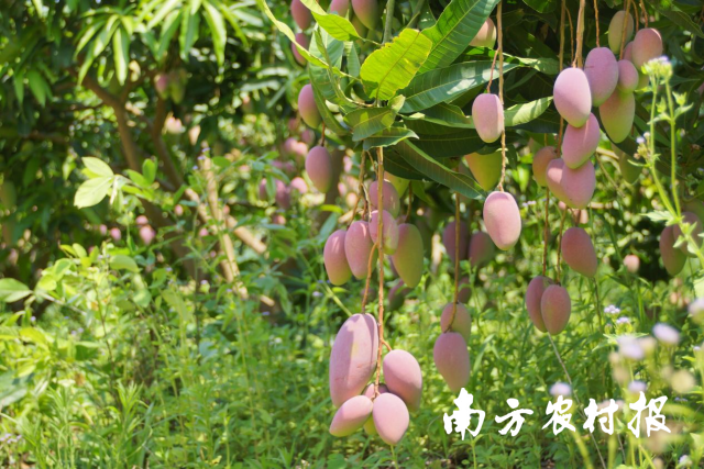 百色芒果(田阳)。 百色芒果(田阳)。