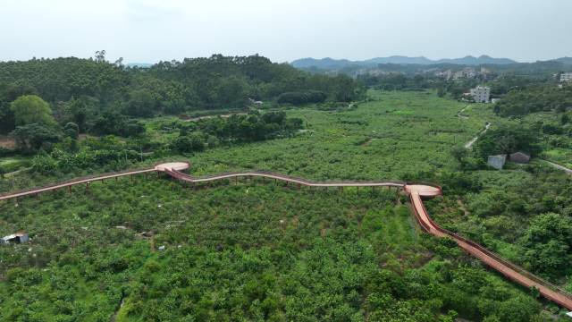 新塘村番石榴种植基地。