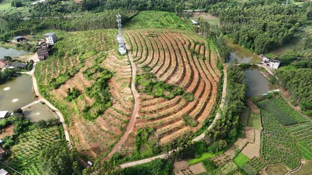 新塘村番石榴种植基地。