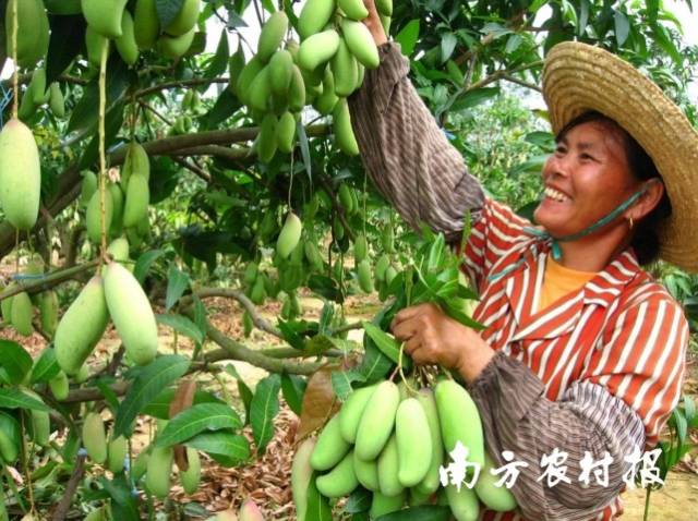 田阳果农采摘芒果。 田阳果农采摘芒果。