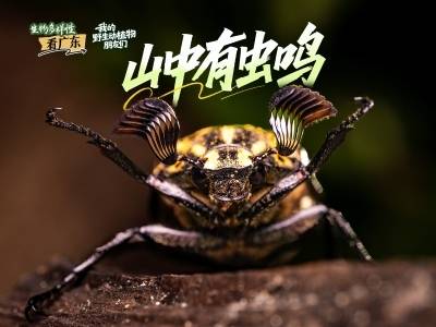 踏遍南岭山林，解锁昆虫微观奥秘