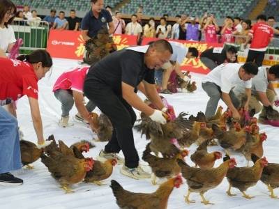 粤超赛场秒变抓鸡现场！广东四大名鸡齐聚梅州五华