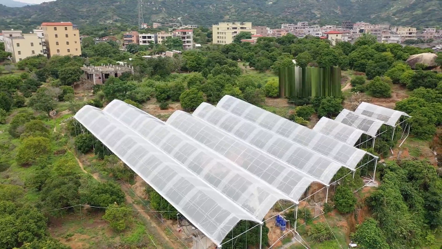 杨梅种植大棚。 杨梅种植大棚。