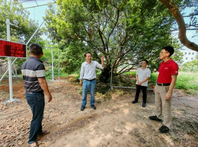 2025年4月,广东省农业科学院果树研究所专家深入大棚,实地察看杨梅生长状况。 2025年4月,广东省农业科学院果树研究所专家深入大棚,实地察看杨梅生长状况。