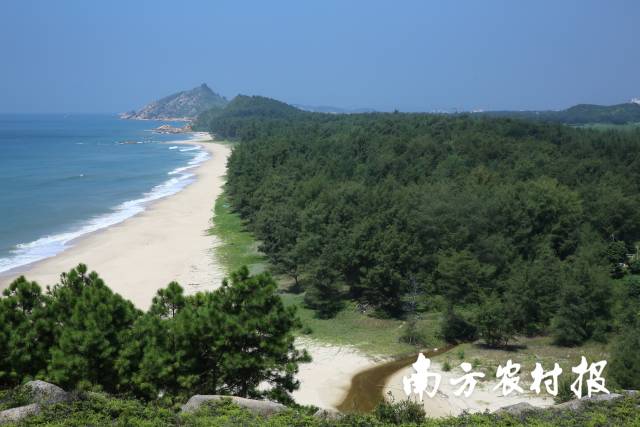 惠东县平海镇碧甲村沙化土地治理。 惠东县平海镇碧甲村沙化土地治理。