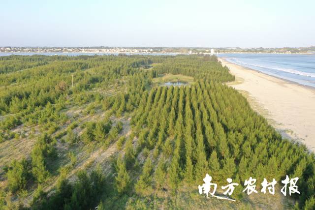 汕尾市陆丰市沿海基干林带补植木麻黄。 汕尾市陆丰市沿海基干林带补植木麻黄。
