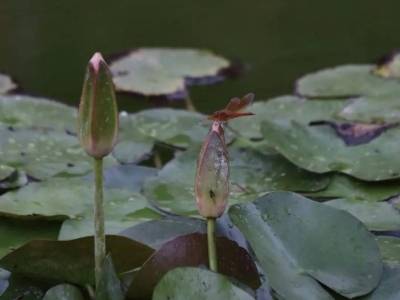 国家卫健委举行发布会，介绍芒种、夏至时令健康科普