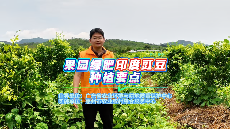 果园绿肥印度豇豆，种植要点看这！