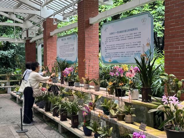 广州兰圃四会兰花“父爱如兰”主题展览专区。 广州兰圃四会兰花“父爱如兰”主题展览专区。