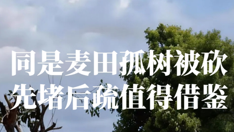 兴农评 | 同是麦田孤树被砍，先堵后疏值得借鉴