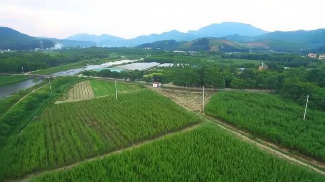 红脚艾种植基地