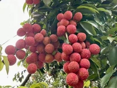 荔枝保鲜难题有新解：华南植物园找到果实天然“免疫开关”