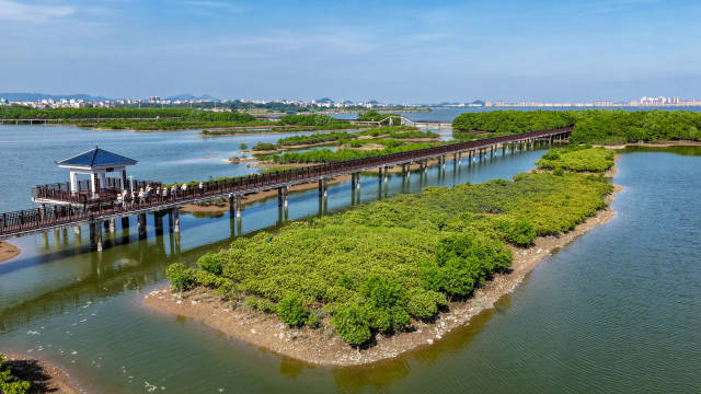 通讯员 林荫 供图