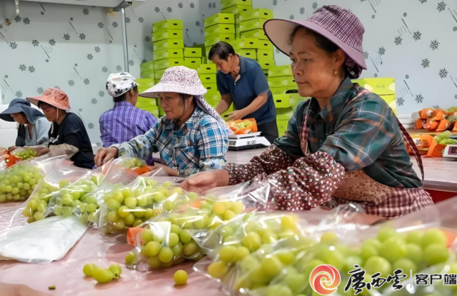 粤桂协作让田林阳光玫瑰24小时抵深。 粤桂协作让田林阳光玫瑰24小时抵深。