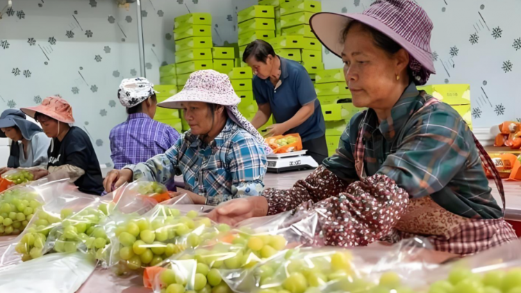 陈日周：从光明到田林，粤桂协作架起奔赴共富的康庄大桥